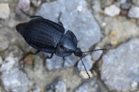 Phosphuga atrata