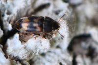 Litargus connexus