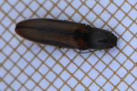 Athous vittatus
