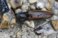 Athous vittatus