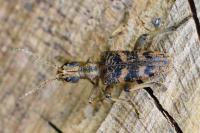 Rhagium sycophanta