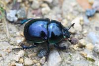 Trypocopris pyrenaeus