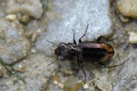 Notiophilus biguttatus