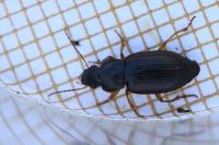 Parophonus maculicornis