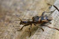Rhagium sycophanta