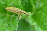 Lixus iridis