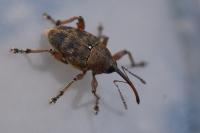 Curculio venosus