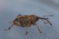 Curculio venosus