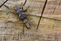 Rhagium sycophanta