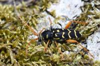 Plagionotus arcuatus