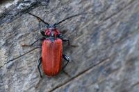 Pyrrhidium sanguineum