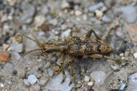 Rhagium sycophanta