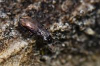 Notiophilus biguttatus