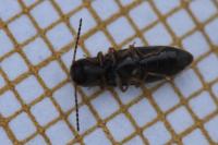Agriotes pallidulus