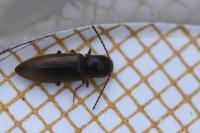 Agriotes pallidulus