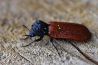 Bostrichus capucinus