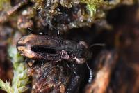 Notiophilus biguttatus