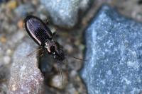 Bembidion lampros
