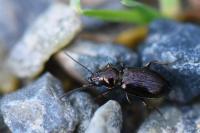 Bembidion lampros
