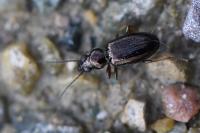 Bembidion lampros