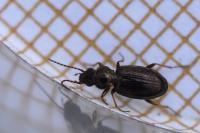 Bembidion lampros