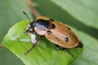 Dendroxena quadrimaculata