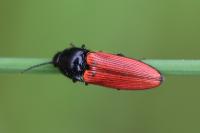 Ampedus