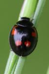 Exochomus quadripustulatus