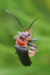 Cantharis fusca