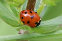 Hippodamia variegata