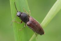 Athous haemorrhoidalis
