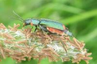 Malachius bipustulatus