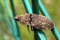 Agrypnus murinus