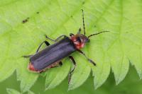 Cantharis rustica