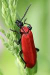 Pyrochroa coccinea