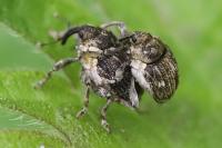 Nedyus quadrimaculatus