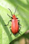Pyrochroa serraticornis