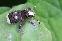 Platystomos albinus