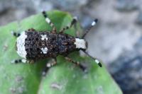 Platystomos albinus