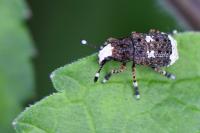 Platystomos albinus