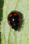 Exochomus quadripustulatus