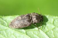 Agrypnus murinus