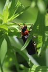 Cantharis fusca