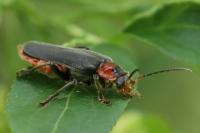 Cantharis fusca
