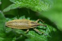 Lixus iridis