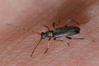 Grammoptera ruficornis