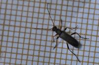 Grammoptera ruficornis