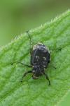 Valgus hemipterus