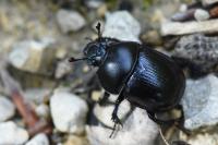 Anoplotrupes stercorosus