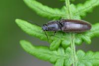 Athous haemorrhoidalis